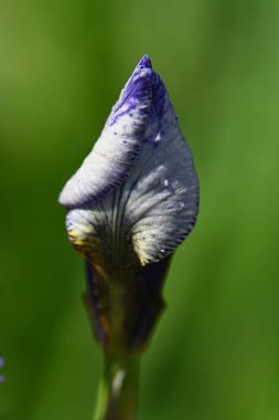 Bahçedeki mavi göz