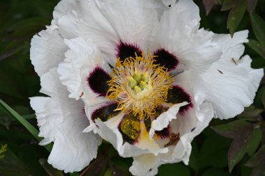 Güzel botanik fotoğrafı, doğal duvar kağıdı.