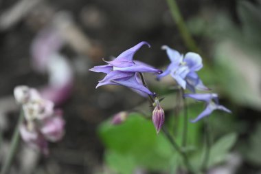 Ormanda güzel çiçekler