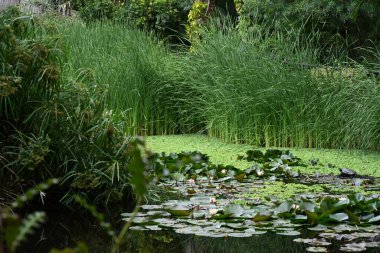 Güzel botanik fotoğrafı, doğal duvar kağıdı.