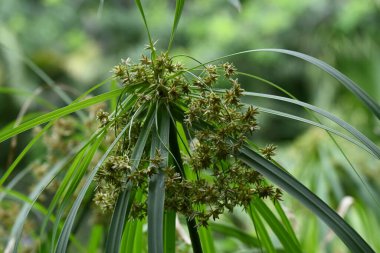 Çiçekli palmiye ağacı
