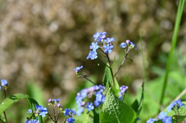 Bahçedeki güzel çiçekler