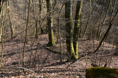 İlkbahar mevsiminde orman ve ağaçlar