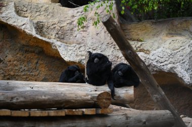 maymun aile ağacı üzerinde