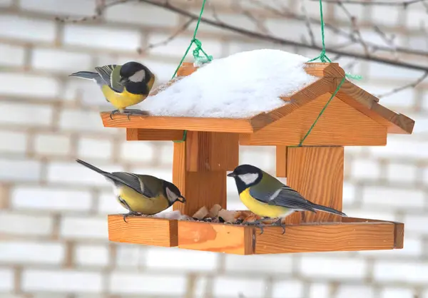 birds eating seed from bird feeder. Feeding birds in winter.