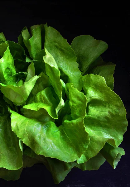 Fresh green lettuce on black background.