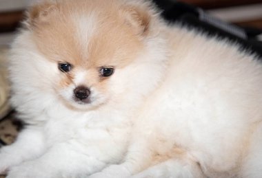 Krem köpekli Spitz köpeği yatağa uzanıp izliyor..