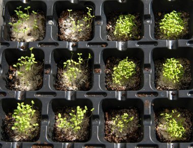 Plastik filizlenme tepsilerinde genç filiz. Bitki yaşamının başlangıç safhası.