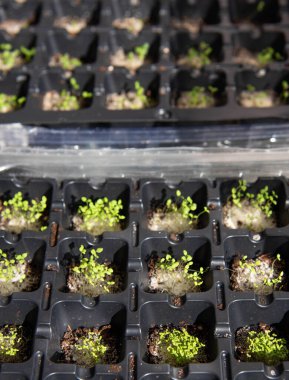Plastik filizlenme tepsilerinde genç filiz. Bitki yaşamının başlangıç safhası.