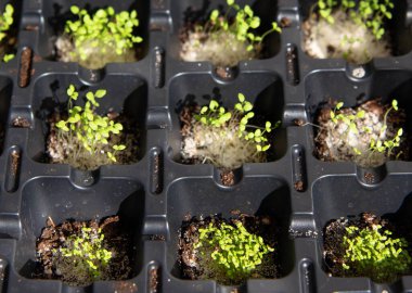 Plastik filizlenme tepsilerinde genç filiz. Bitki yaşamının başlangıç safhası.