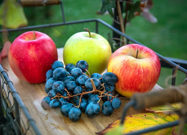 Apples Blue Grapes Tray Garden Autumn Harvest — Foto de Stock