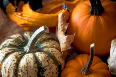 Bir tepside çeşitli dekoratif balkabakları. Harika sonbahar arkaplanı.