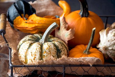 Bir tepside çeşitli dekoratif balkabakları. Harika sonbahar arkaplanı.