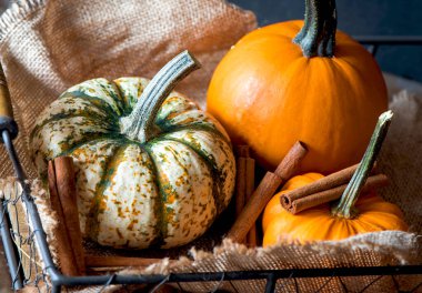 Bir tepside çeşitli dekoratif balkabakları. Harika sonbahar arkaplanı.