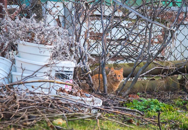 Homeless Dirty Stray Cat Seating Abandoned Backyard Pile Heap Cut — Foto de Stock