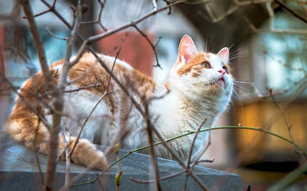 The cat sits on the fence and hunts the birds.