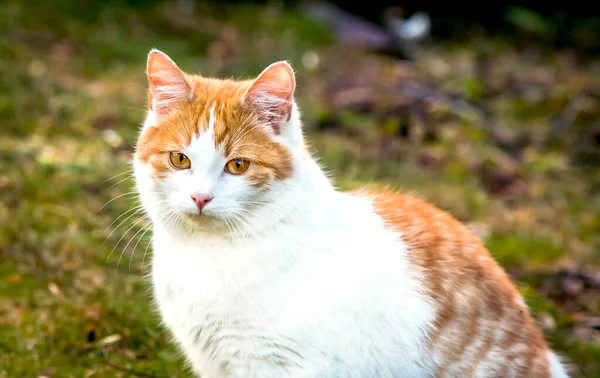 White Yellow Adult Domestic Cat Sitting Grass Looking Straight — Stock Photo, Image