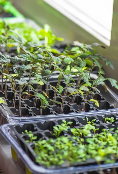 Fundo Jardinagem Mudas Frescas Jovens Crescendo Vaso — Fotografia de Stock