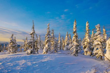 Sheregesh 'te kış manzarası. Ağaçlarda donmuş kar. Mavi bulutlu gökyüzünün arka planında donmuş ağaçlar. Kışın dağlarda çok kar yağdı. Dağlarda gün doğumu