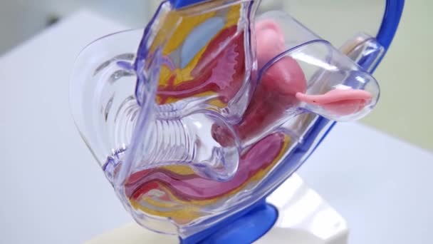 Model of the female reproductive system. Gynecology and medicine health care. The internal structure of the body: vagina, uterus, fallopian tubes, ovaries — Vídeo de Stock