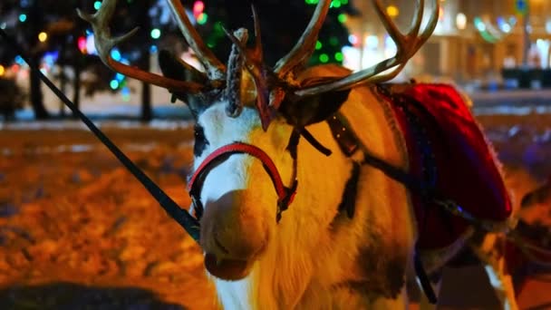 Den norra julen rådjur eller älg på den traditionella festivalen för det nya året — Stockvideo