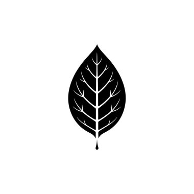 Beyaz arka planda belirgin damarları olan izole bir siyah yaprak silueti, küçük, doğal bir damlayla bitiyor. Doğayla ilgili tasarım ve projeler için mükemmel..