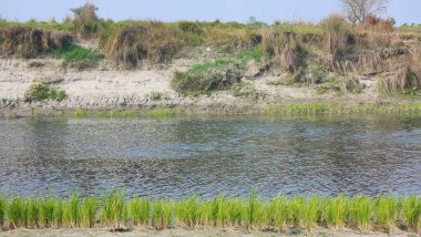 Bereketli yeşillikler ve kumlu sahillerle çevrili bir su kütlesinin huzurlu manzarası.