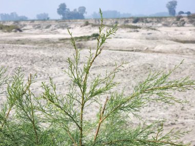 İnce, narin dalları ve küçük yaprakları olan yeşil bir çalılık çorak ve kumlu bir arazide büyüyor. Zemin kuru ve kum ve seyrek bitki örtüsüyle kaplı. Arka planda, arazi çorak ve çorak görünüyor.