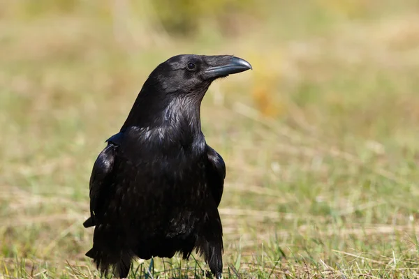 Raven on the field