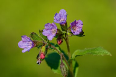 Lungwort çiçek yeşil zemin üzerine