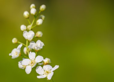Çiçek açan kuş-kiraz ağacı