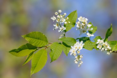 Çiçek açan kuş-kiraz ağacı