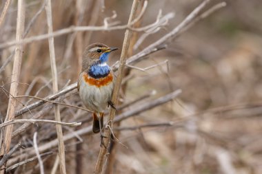 Baston üzerinde oturan ötleğen Bluethroat