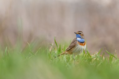 Çimenlerin üzerinde oturan ötleğen Bluethroat