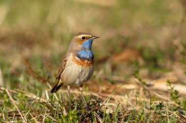 Yerde oturan ötleğen Bluethroat