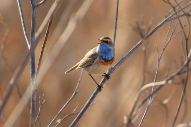 Baston üzerinde oturan ötleğen Bluethroat