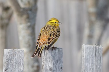 Yellowhammer tellere