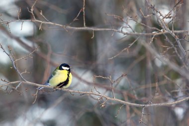 Dalı ormandaki büyük baştankara