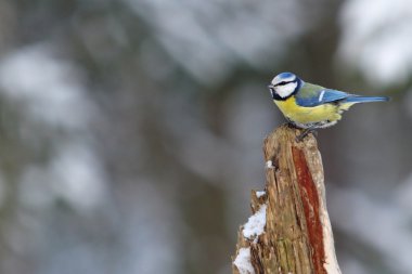 Köknar ağacı üzerinde Mavi baştankara