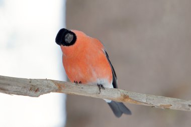 Kışın ağaçta şakrak kuşu