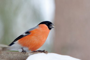Kışın ağaçta şakrak kuşu