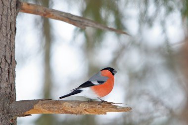 Kışın ağaçta şakrak kuşu