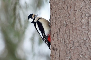 ağaç üzerinde büyük benekli ağaçkakan