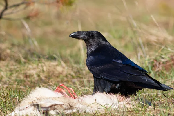 Corvo comendo sua presa - cabra — Fotografia de Stock