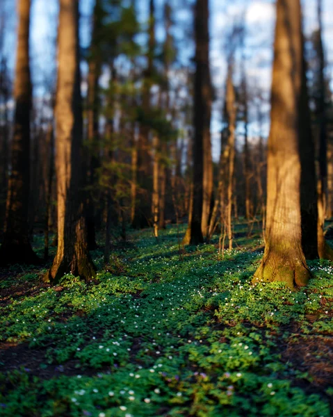 Spring forest decorated with blooming flowers. — Stock Photo, Image