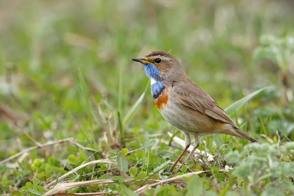 Warbler Bluethroat sentado no chão — Fotografia de Stock