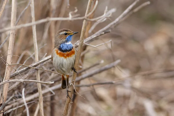 Grasmus Blauwborst zittend op het riet — Stockfoto