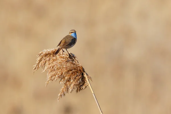 Grasmus Blauwborst zittend op het riet — Stockfoto