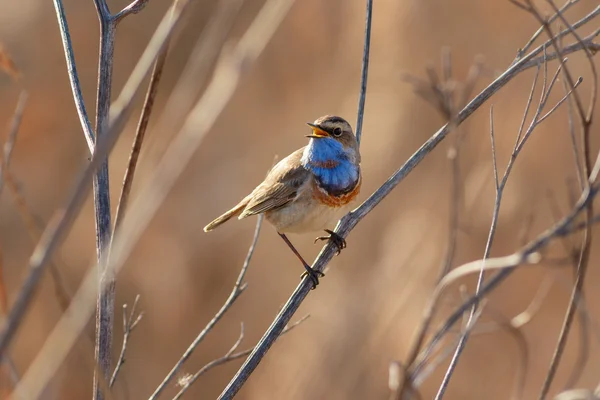 Grasmus Blauwborst zittend op het riet — Stockfoto