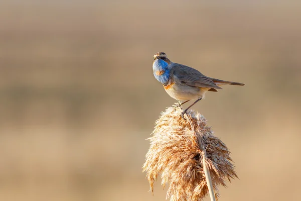 Grasmus Blauwborst zittend op het riet — Stockfoto